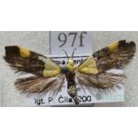 Oecophora bractella (Linnaeus, 1758) Czech97f